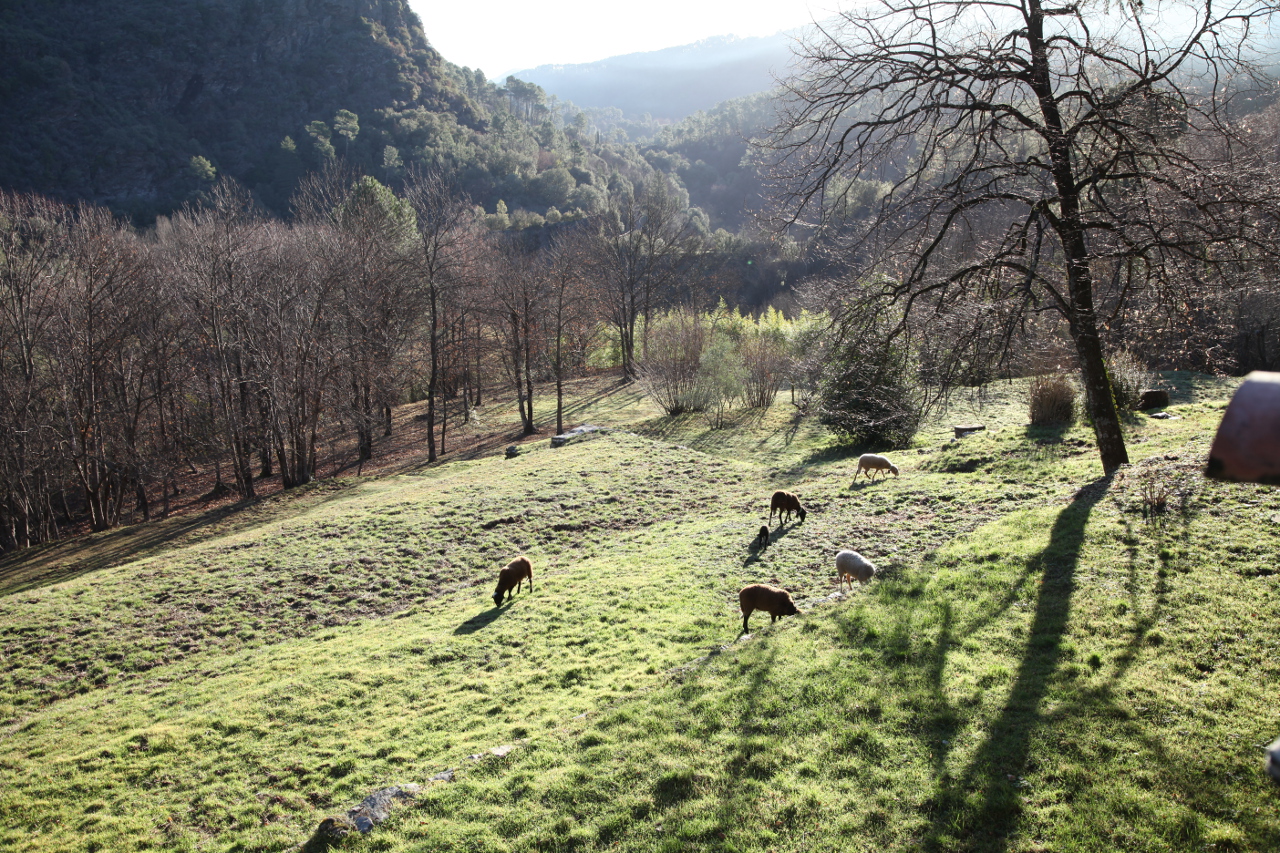 Moutons dans la vallée de la Salandre